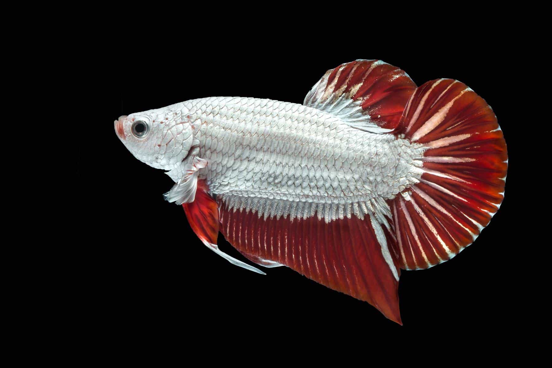 betta